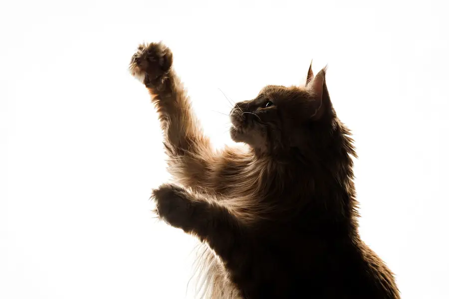 Fotograf zvířat a domácích mazlíčků Oliver Beneš - Fotografie č. 6