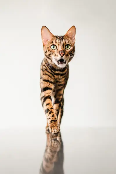 Focení koček, Focení zvířat - Fotografie č. 4