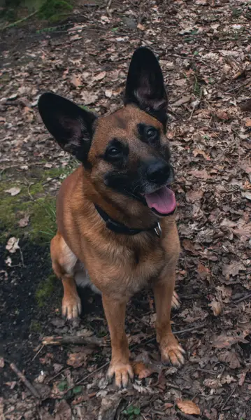 Focení zvířat - Fotografie č. 5