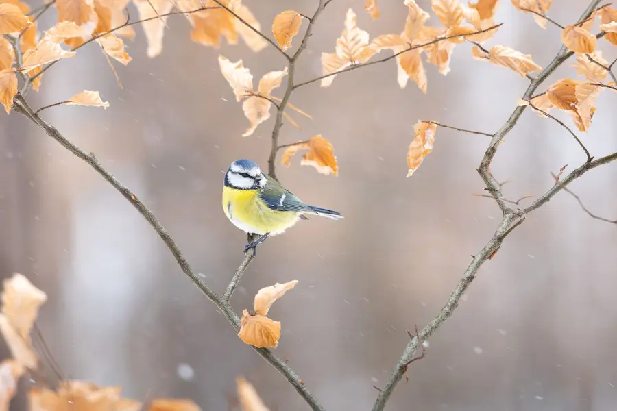 Fotograf zvířat a domácích mazlíčků Patrik Bednář - Fotografie č. 2