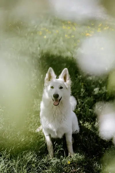Focení zvířat - Fotografie č. 6
