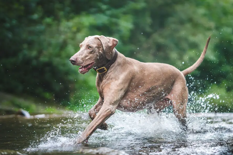 Focení zvířat - Fotografie č. 3
