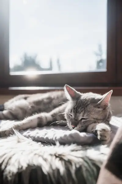 Fotograf zvířat a domácích mazlíčků Oliver Beneš - Fotografie č. 5