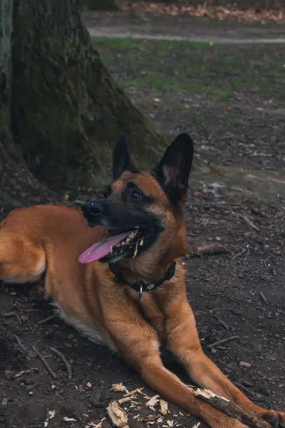 Focení zvířat - Fotografie č. 6