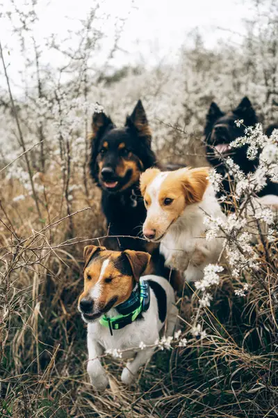 Zvířata a domácí mazlíčci - Fotografie č. 10