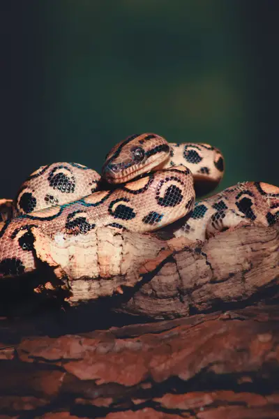 Zvířata a domácí mazlíčci - Fotografie č. 15