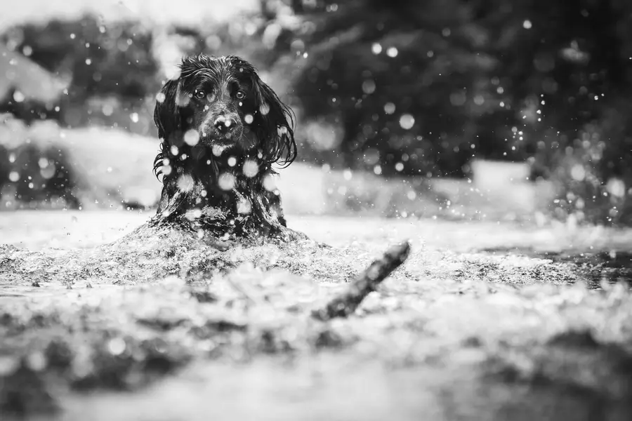 Focení zvířat - Fotografie č. 12