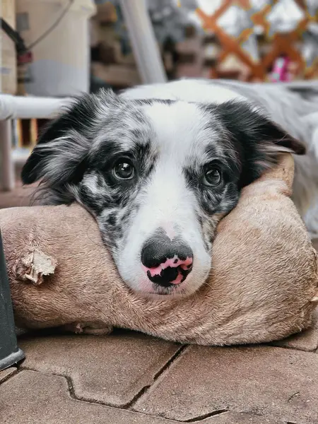 Focení zvířat - Fotografie č. 11