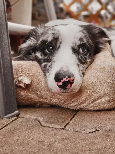 Focení zvířat Adéla Bejdlová - Fotografie č. 8