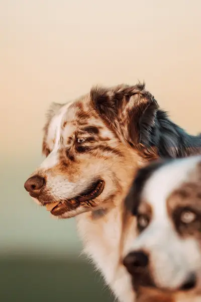 Focení zvířat - Fotografie č. 7