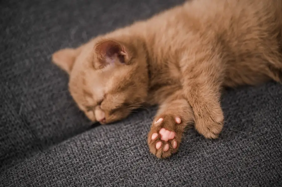 Focení zvířat - Fotografie č. 16