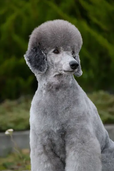 Fotograf zvířat a domácích mazlíčků Alexandra Kubová - Fotografie č. 6