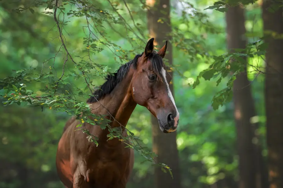 Fine art portréty koní, Zvířata a domácí mazlíčci - Fotografie č. 5