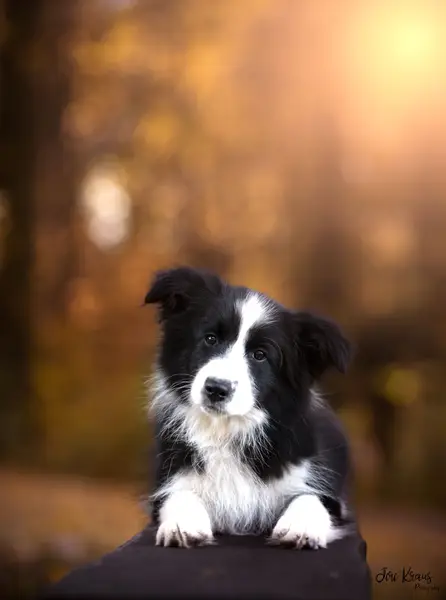 Focení zvířat - Fotografie č. 6