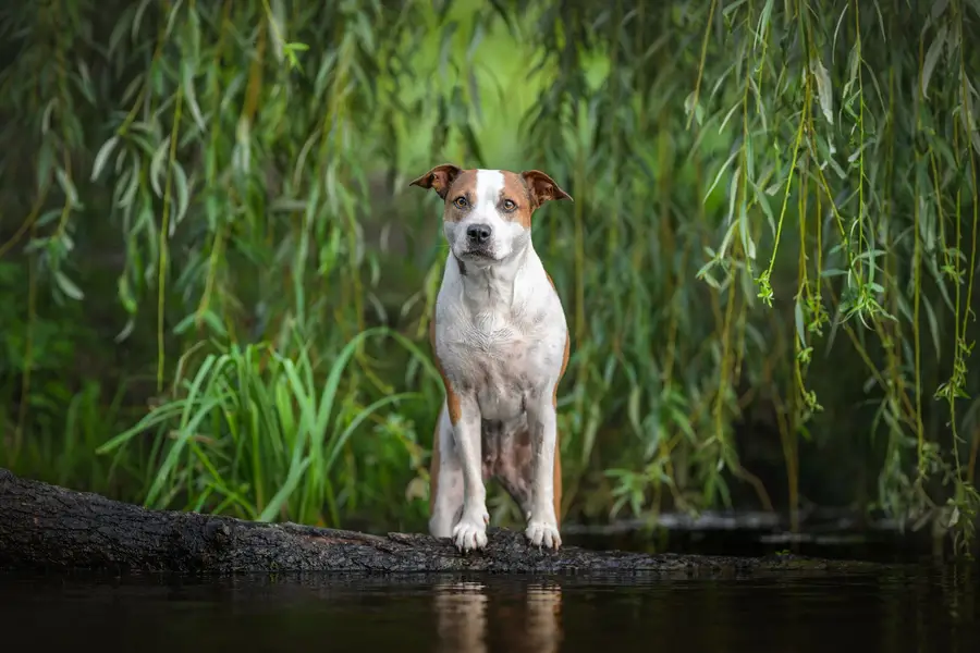 Fine art portréty psů, Zvířata a domácí mazlíčci - Fotografie č. 5