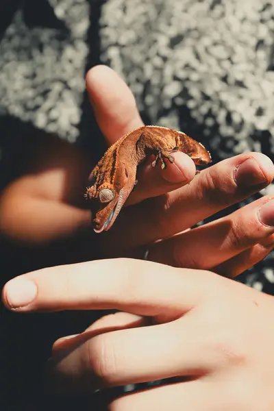 Zvířata a domácí mazlíčci - Fotografie č. 16