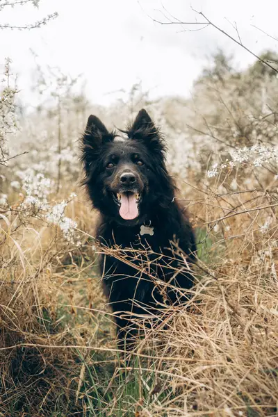 Zvířata a domácí mazlíčci - Fotografie č. 6