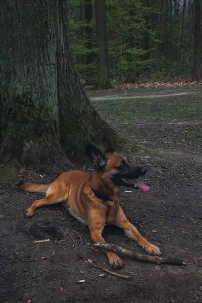 Focení zvířat - Fotografie č. 7