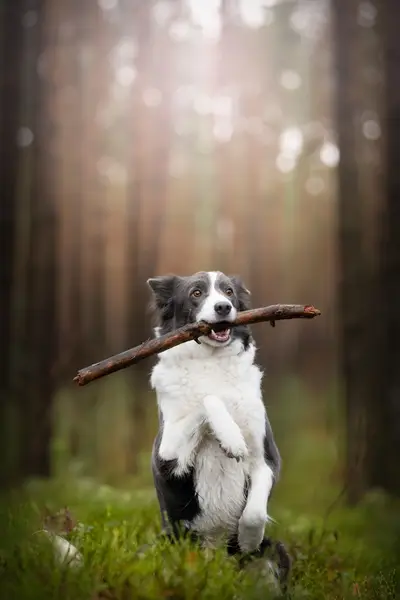 Focení zvířat - Fotografie č. 7