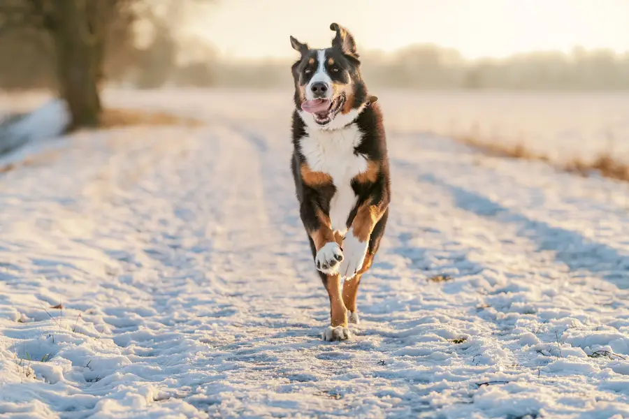 Fotograf zvířat a domácích mazlíčků Eduard Goričev - Fotografie č. 3