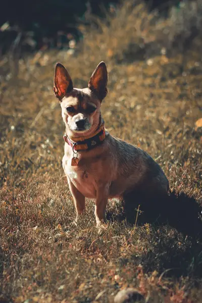 Zvířata a domácí mazlíčci - Fotografie č. 1