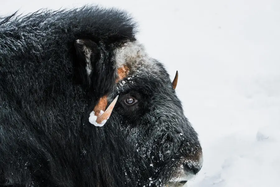 Fotograf zvířat a domácích mazlíčků David Havlíček - Fotografie č. 1