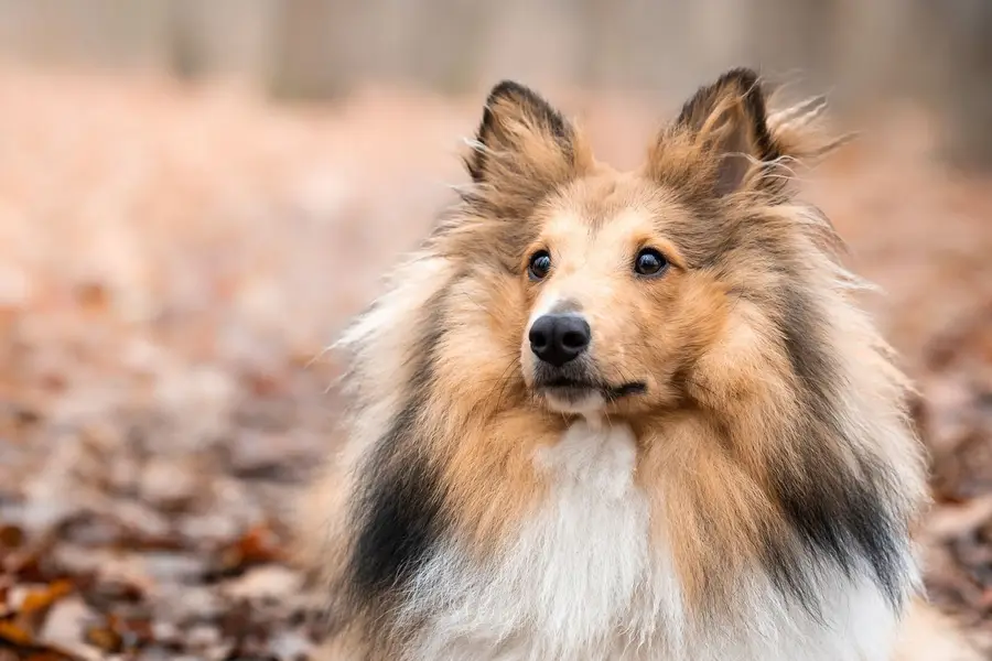 Focení zvířat Alžběta Dratvová - Fotografie č. 2