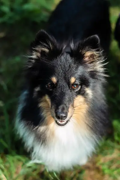 Focení zvířat Kristýna Galambošová - Fotografie č. 9