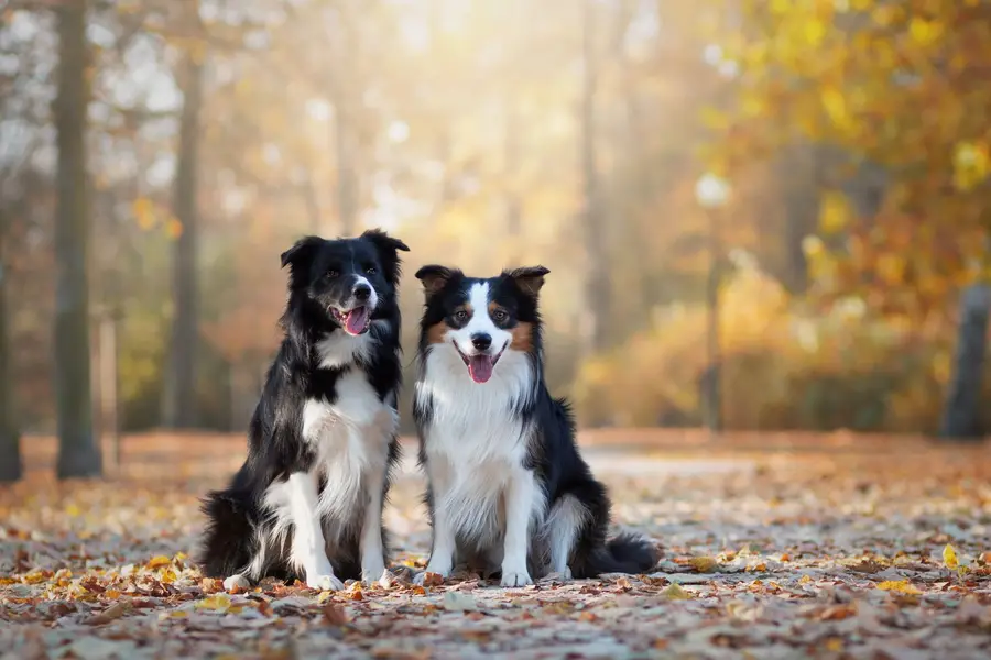 Zvířata a domácí mazlíčci - Fotografie č. 3