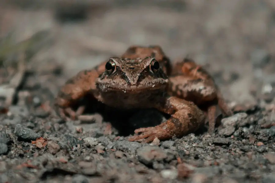 Zvířata a domácí mazlíčci - Fotografie č. 4