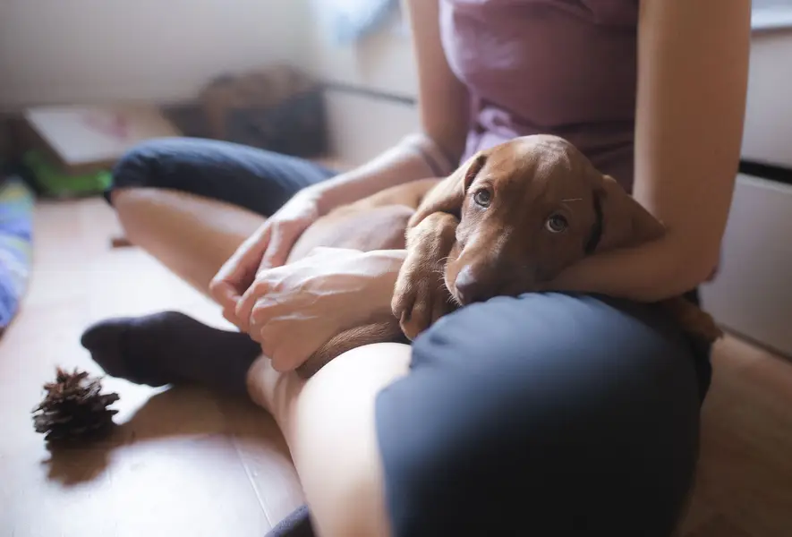 Zvířata a domácí mazlíčci - Fotografie č. 9