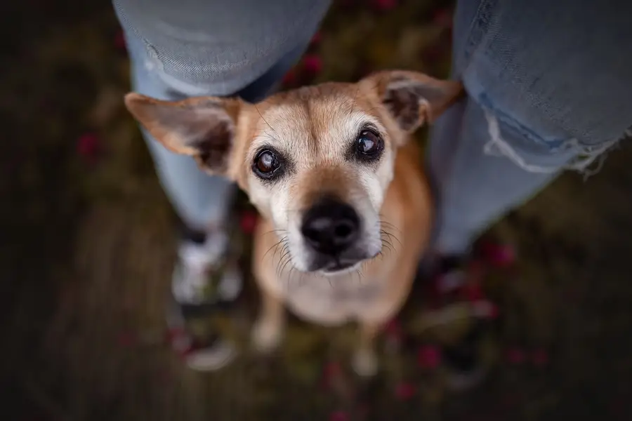 Zvířata a domácí mazlíčci - Fotografie č. 5