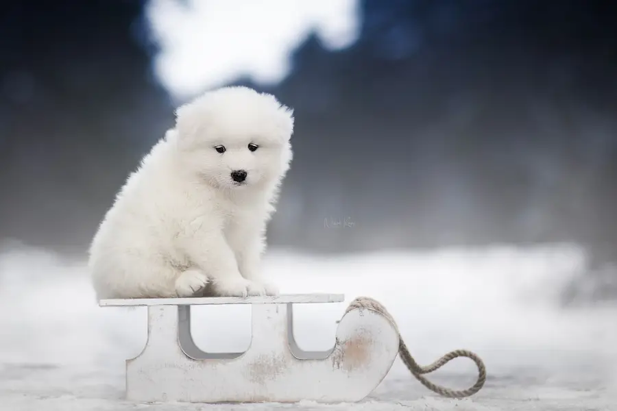 Zvířata a domácí mazlíčci - Fotografie č. 10