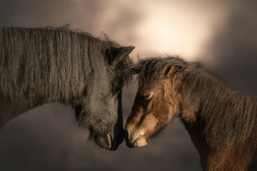 Fine art portréty koní, Zvířata a domácí mazlíčci - Fotografie č. 3