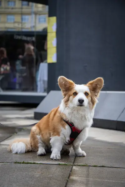 Focení zvířat - Fotografie č. 3