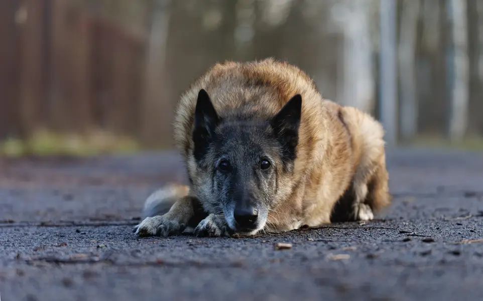Focení zvířat - Fotografie č. 2