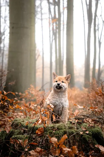 Focení zvířat - Fotografie č. 8