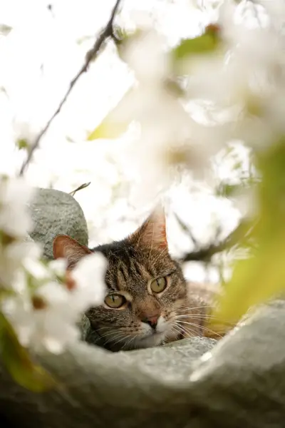 Focení zvířat - Fotografie č. 12