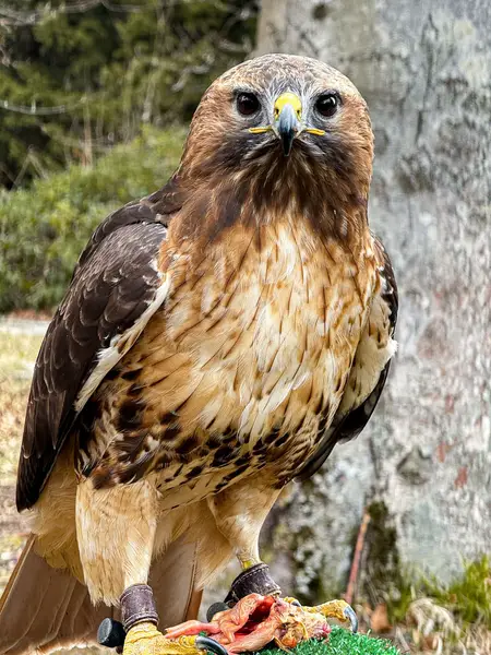 Focení zvířat David Bartusek - Fotografie č. 1