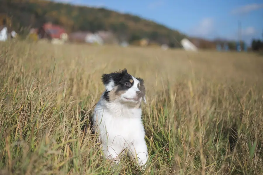 Focení psů/portrét se psem., Zvířata a domácí mazlíčci - Fotografie č. 8