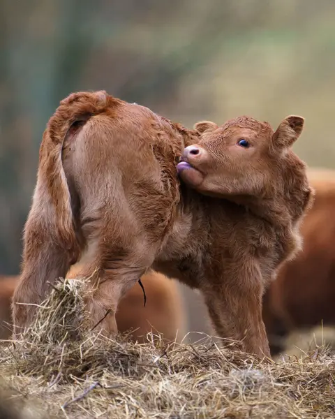 Fotograf zvířat a domácích mazlíčků David Havlíček - Fotografie č. 3
