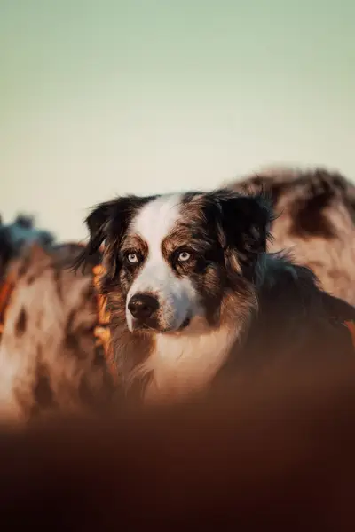 Focení zvířat - Fotografie č. 1