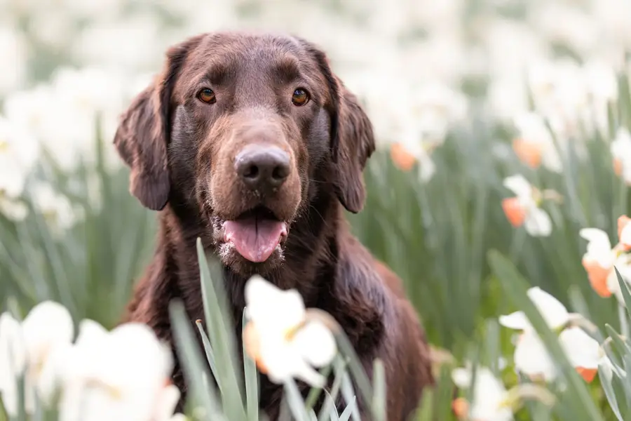 Focení zvířat v exteriéru, Focení zvířat - Fotografie č. 10