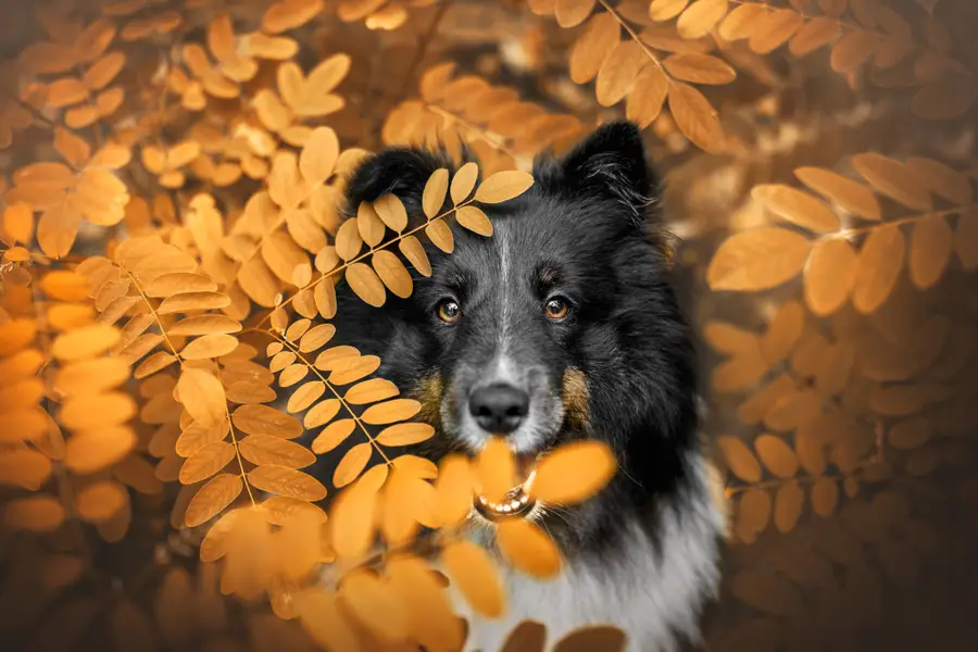 Fine art portréty psů, Focení zvířat - Fotografie č. 3