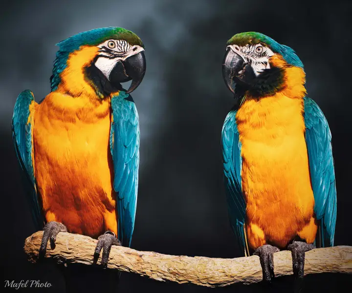 Zvířata a domací mazlíčci, Focení zvířat - Fotografie č. 4