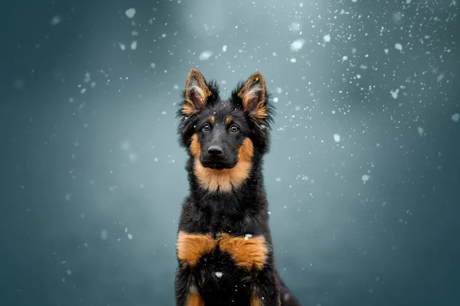 Fine art portréty psů, Focení zvířat - Fotografie č. 6