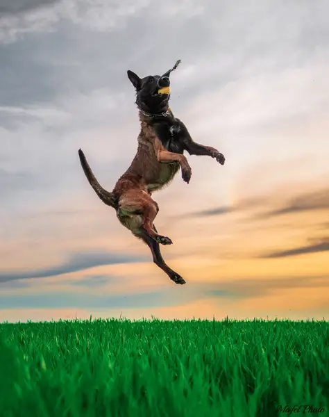 Zvířata a domací mazlíčci, Focení zvířat - Fotografie č. 11