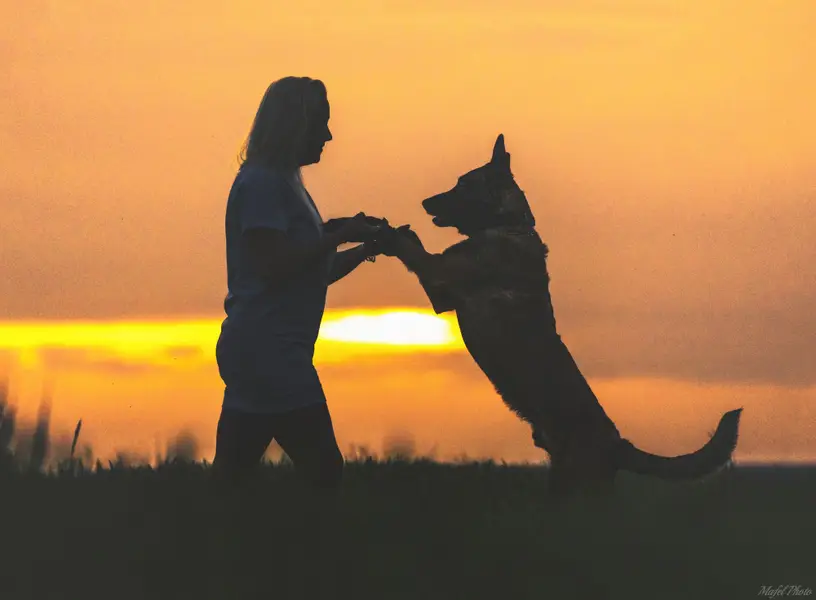 Zvířata a domací mazlíčci, Focení zvířat - Fotografie č. 16