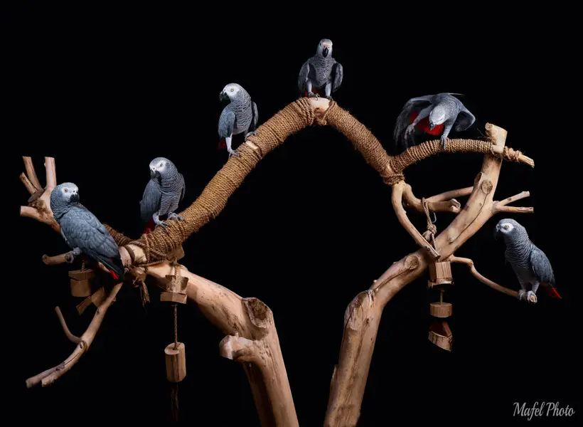 Zvířata a domací mazlíčci, Focení zvířat - Fotografie č. 5