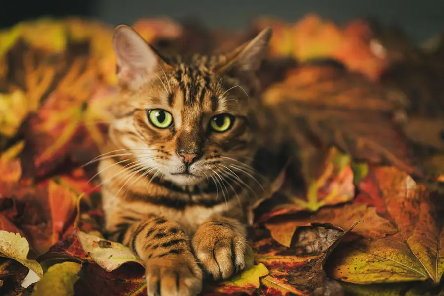 Zvířata a domací mazlíčci, Focení zvířat - Fotografie č. 9